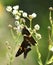 Pair of Brown Hopper Butterflies