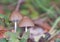 Pair of brown and inedible mushrooms