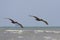 Pair of Brown Pelicans Soaring Over the Gulf of Mexico - Texas