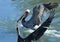 A Pair of Brown Pelicans Squabble Over a Fish