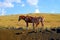 Pair of brown wild horse relaxing in the meadow of Easter island, Chile