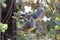A pair of Bruce`s green pigeon Treron waalia in a tree.