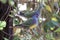 A pair of Bruce`s green pigeon Treron waalia in a tree.