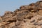 Pair of Budding Sea Squill Plants Thriving on a Rocky Cliff in the Negev in Israel