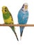 Pair budgerigar