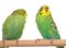 Pair budgerigar