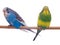 Pair budgerigar