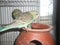 Pair of budgerigars in an earthen pot