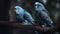 Pair of budgerigars. Generative AI