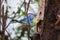 Pair of Budgies or budgerigars mating