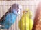 A pair of budgies in a cage, blue and yellow bird