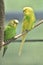 Pair of Budgies Sitting Perched on a Tree Branch