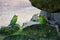 Pair of budgies sitting on a rock and looking