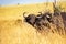 Pair buffalos standing in dry grass of savannah