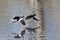 Pair of Bufflehead Ducks Flying Low Over the Water