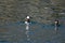 Pair of Bufflehead Ducks Swimming in the Still Pond Waters