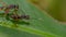 A pair of bugs making love on a green leaf