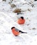 A pair of bullfinches in the snow. Red bullfinches. Two young bullfinches in winter. Winter birds are harbingers of the new year a