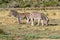 Pair of Burchells Zebra grazing the Western Cape.