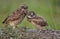 Pair of a Burrowing Owl in Florida
