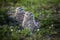 Pair of Burrowing Owls