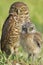 Pair of Burrowing Owls