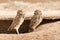 Pair of Burrowing Owls