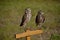 Pair of Burrowing owls