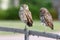 Pair of Burrowing Owls in Cape Coral, Florida