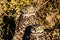 Pair of Burrowing Owls Coral Springs Florida