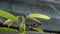 A pair of butterflies perched on plant flies away.