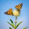 Pair of butterflies pollinating white flower against background of clear blue sky