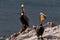 Pair of California Brown Pelicans standing on rock, one with beak open. Throat pouch visible. Ocean in background.