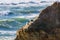 A pair of California gulls on a rock, Wilder Ranch State Park, California