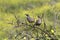 Pair of California Quail with Green Background