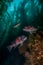 A Pair of California Sheephead fish in a Kelp Forest