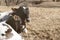 Pair of calves laying together on farm in winter sunshine