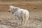 A Pair of Camargue Horses Standing in a Bare Field