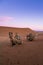 Pair of camels on the desert dune of Erg Chigaga, at the gates of the Sahara, at dawn. Morocco. Concept of travel and adventure