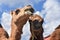 Pair of Camels Fighting for a Piece of Hay