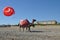 Pair of camels on a pebble beach. Antalya Province, Turkey