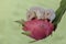 A pair of Campbell dwarf hamsters eating a ripe dragon fruit on a tree.