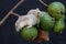 A pair of Campbell Dwarf Hamsters eating a ripe guava on a tree.