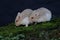 A pair of Campbell Dwarf Hamsters are looking for food on a rock overgrown with moss.