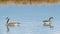 Pair of Canada geese on beautiful calm blue peaceful tranquil lake - taken during Spring migrations at the Crex Meadows Wildlife A