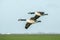 A pair of Canada geese, Branta canadensis, in gliding flight with outstretched wings