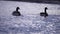 Pair of Canada Geese float on lake