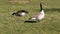 Pair of Canada geese grazing grass.