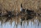 A pair of Canada Geese reflecting in the lake with a background of reeds