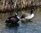Pair of Canada Geese Standing on a Log